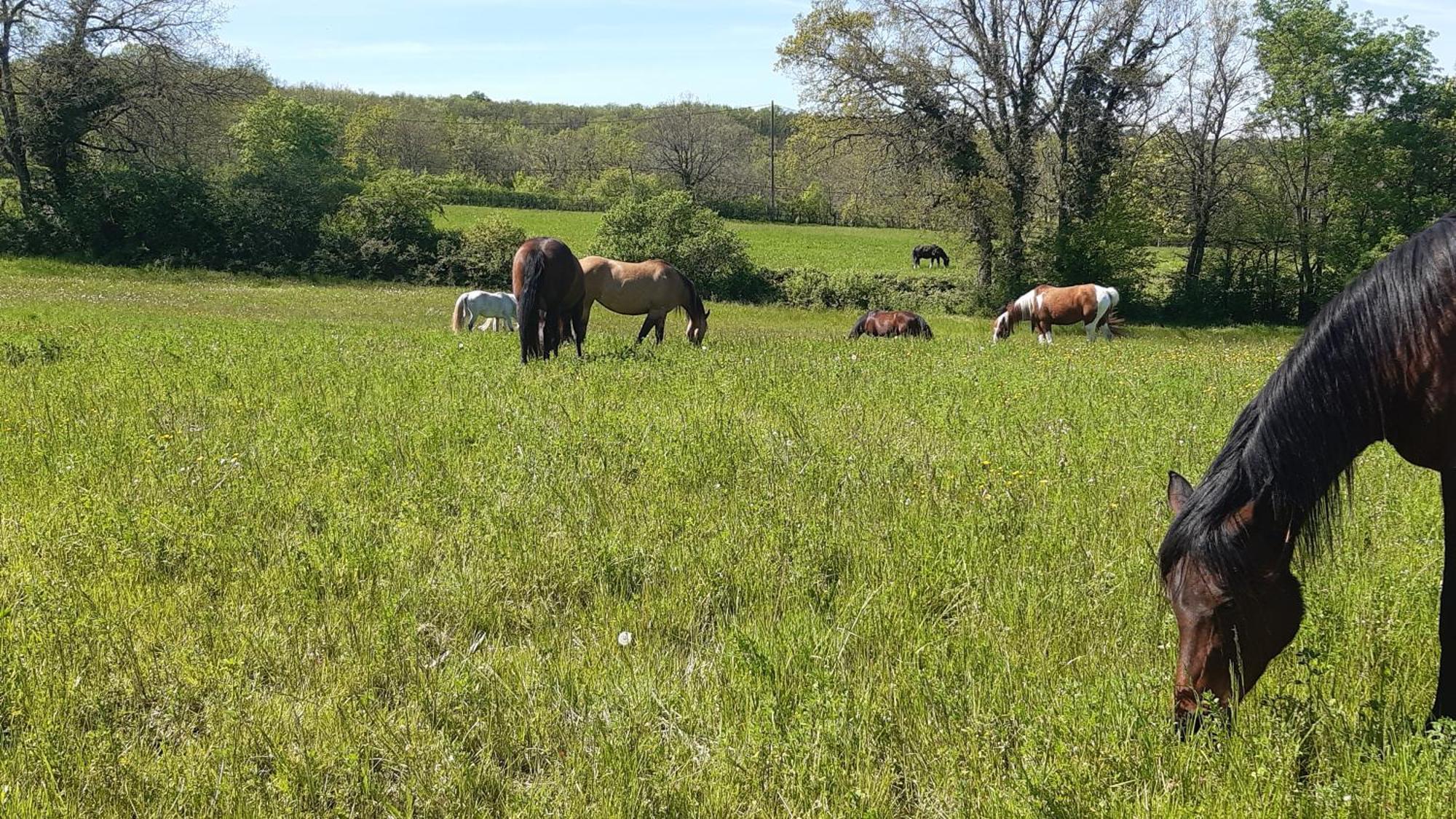 Ferme Brasseyrou - B&B Classique Devillac Esterno foto